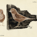 Unknown songbird, Wrangel Isl, watercolor
